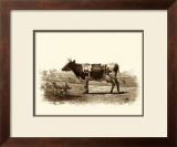 Buy Bovine II at AllPosters.com