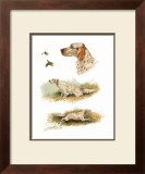 Buy English Setter at AllPosters.com