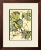 Buy Baltimore Bird and Tulip Tree at AllPosters.com