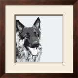 Shepherd