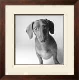 Buy Cecil at AllPosters.com