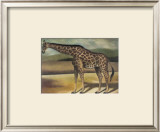 Buy Giraffe at AllPosters.com