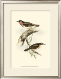 Gorget Warbler
