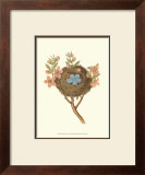 Antique Bird's Nest I