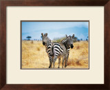 Buy Le Zebre A Deux Tetes at AllPosters.com