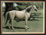 Buy Cassell's Horse I at AllPosters.com