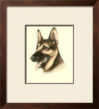 German Shepard