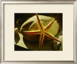 Buy Starfish II at AllPosters.com