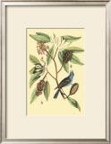 Buy The Blew Grosbeak at AllPosters.com