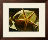 Buy Starfish II at AllPosters.com