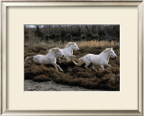 Equus, Camargue, France