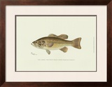 Large-Mouthed Black Bass