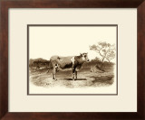 Buy Bovine I at AllPosters.com