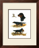 Buy Gordon Setter at AllPosters.com