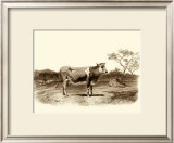 Buy Bovine I at AllPosters.com