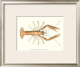 Buy Antique Lobster I at AllPosters.com
