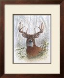 Deer Buck Portrait