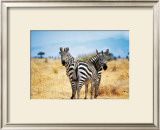 Buy Le Zebre A Deux Tetes at AllPosters.com