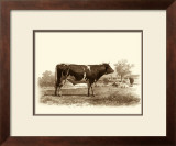 Buy Bovine IV at AllPosters.com