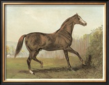 Buy Cassell's Horse III at AllPosters.com