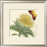 Buy Star Thistle at AllPosters.com