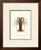 Antique Lobster IV