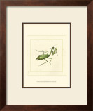 Green Mantis
