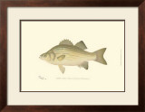 Buy White Bass at AllPosters.com