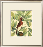 Buy Red Bird and Hiccory Tree at AllPosters.com