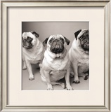 Buy Three Pugs at AllPosters.com