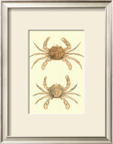 Buy Antique Crab III at AllPosters.com