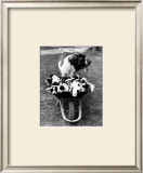 Tich and Pups Getting Around