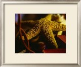 Buy Starfish IV at AllPosters.com