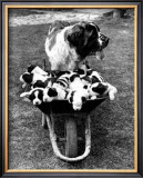 Tich and Pups Getting Around