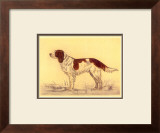 Hunting Dogs, Spaniel
