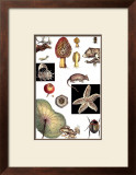 Buy Nature's Curio II at AllPosters.com