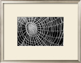 Buy Spider Web Sparkle at AllPosters.com
