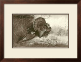 Wild Turkey