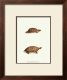 Buy Antique Turtles I at AllPosters.com
