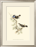 Blue-Throated Warbler