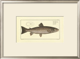 Buy Trout at AllPosters.com
