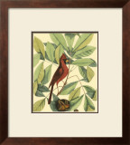 Buy Red Bird and Hiccory Tree at AllPosters.com