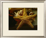 Buy Starfish I at AllPosters.com