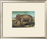 Buy Elephant at AllPosters.com