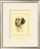 Danchin Setter