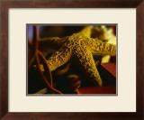 Buy Starfish IV at AllPosters.com