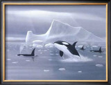 Buy Orcas in Northern Waters at AllPosters.com