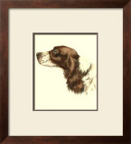 Cocker Spaniel