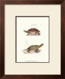 Buy Antique Turtles II at AllPosters.com