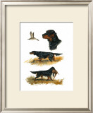 Buy Gordon Setter at AllPosters.com